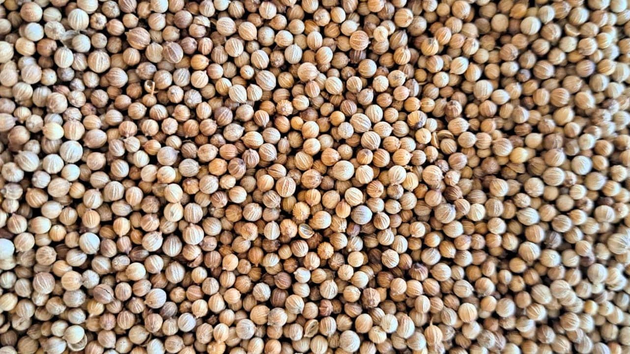 Coriandro
